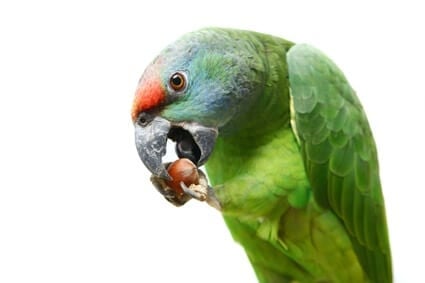 can parrots have hazelnuts?