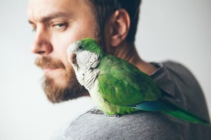 les morsures de perroquet sont-elles dangereuses ?