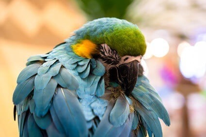 comment un perroquet obtient-il des acariens?