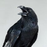 pourquoi les corbeaux et les perroquets peuvent-ils parler ?