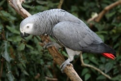 les perroquets gris africains peuvent-ils parler ?