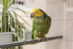 les perroquets d'Amazon peuvent-ils parler ?