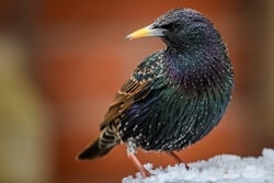 Can Starlings Talk?