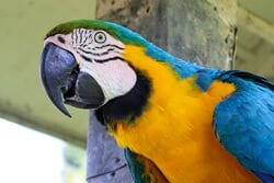 are Macaws good talkers?