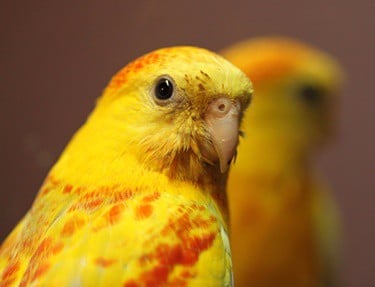 les perroquets peuvent-ils se reconnaître dans un miroir?