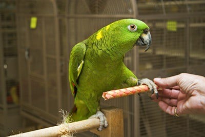 Perroquet Amazone