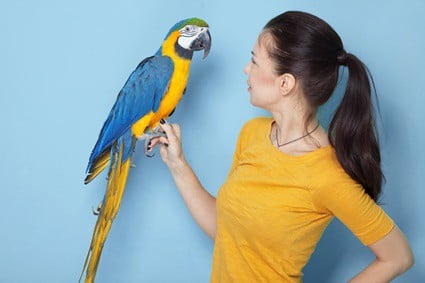 do parrots understand what they're saying?