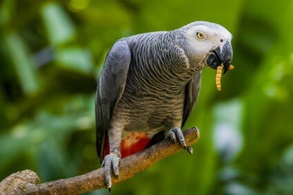 parrot beak adaptations