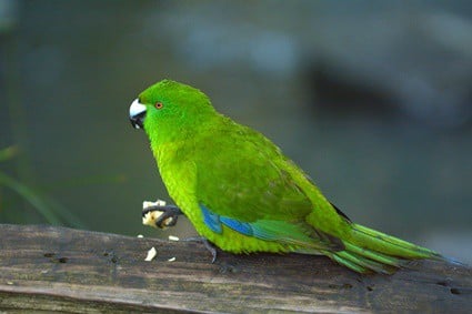 do parakeets turn into parrots?