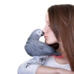 Les perroquets peuvent-ils être attirés par les humains ?