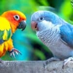 Comment les perroquets parlent-ils sans cordes vocales ?