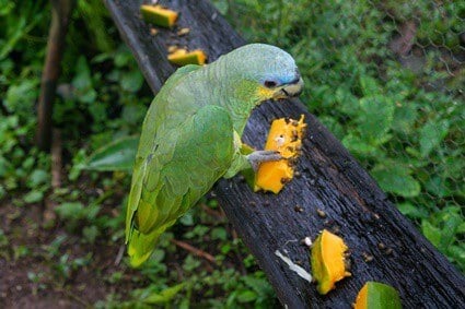 les perroquets peuvent-ils manger des papayes ?