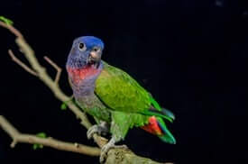 Perroquet Pionus à tête bleue