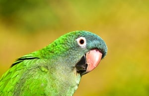 Conure à couronne bleue