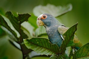 Pionus à tête blanche