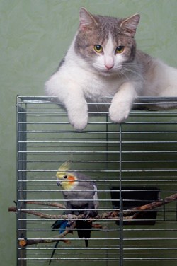 les chats aiment les perroquets ?
