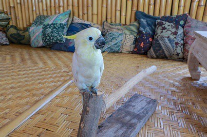 what age do cockatoos start talking?