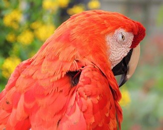 what do parrots have nightmares about?