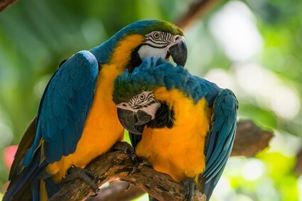 how does a parrot adapt in the rainforest?