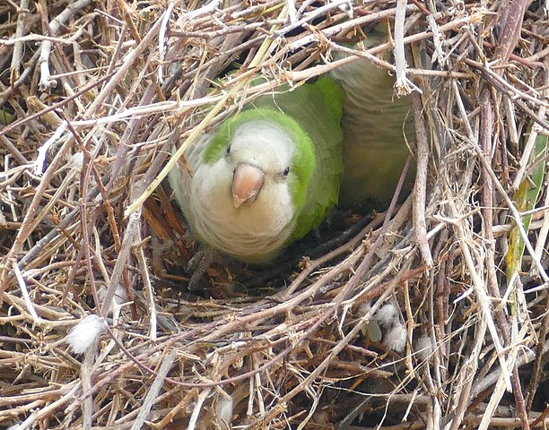 perroquet quaker dans son nid
