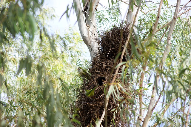 colonie de nids de perroquets quakers