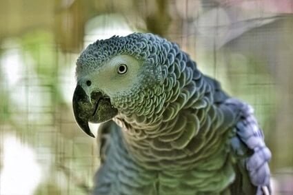 how do parrots age?
