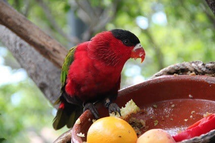 fruits frais pour perroquets