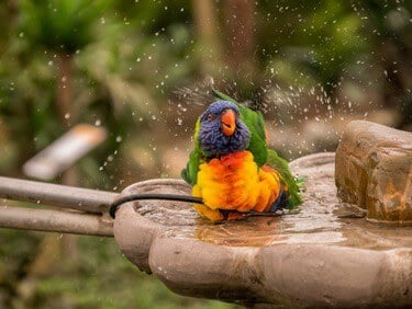 comment sécher son perroquet après un bain