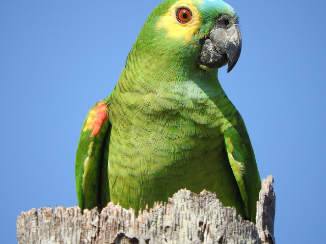 Amazone perroquet