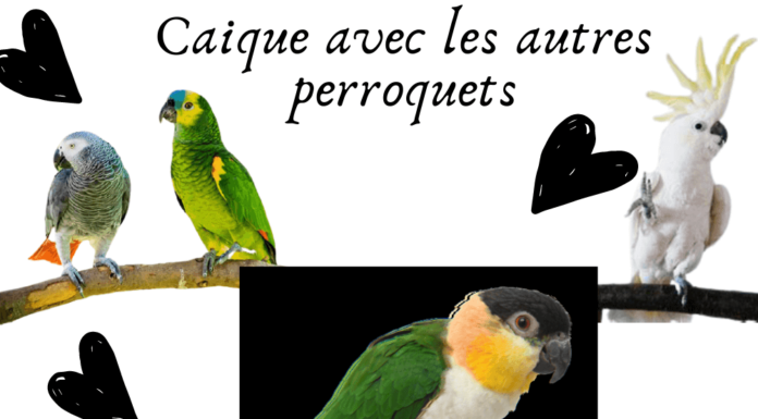 Caique avec les autres perroquets