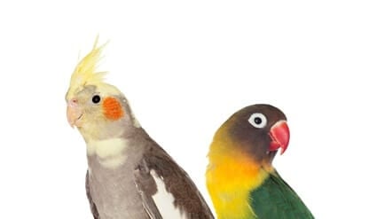 can parrots mate with other birds?