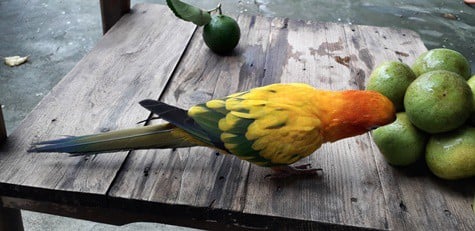 les perroquets peuvent-ils manger des citrons verts ?