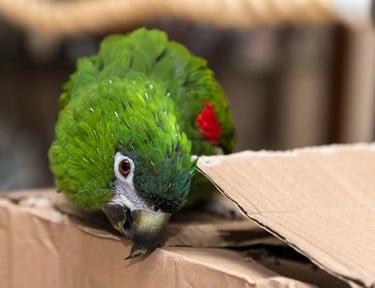 traitement anti-puces sans danger pour les perroquets