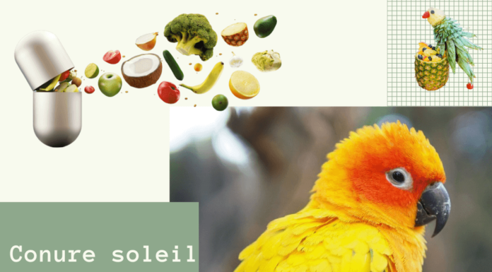 Conure soleil alimentation