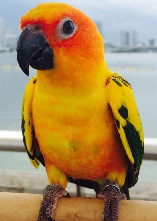 Conure soleil femelle