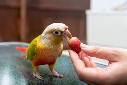 le raisin est-il mauvais pour les perroquets ?