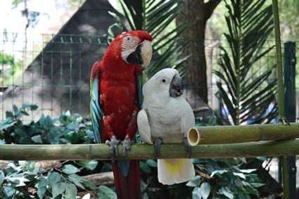 les perroquets aiment-ils le bambou ?