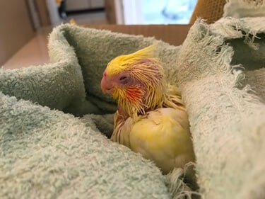 Les-bebes-perroquets-dorment-ils-beaucoup