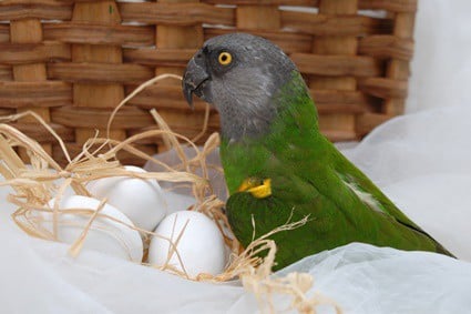 les perroquets femelles pondent-elles des œufs non fécondés ?