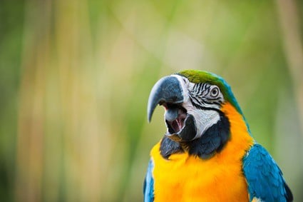 pourquoi les perroquets peuvent-ils parler et pas les autres animaux ?