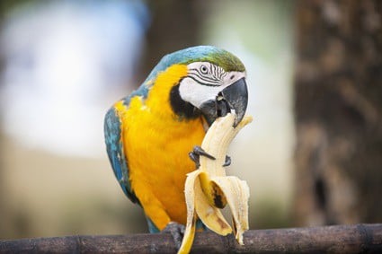 les bananes sont-elles bonnes pour les perroquets ?