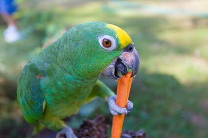 les perroquets peuvent-ils manger des carottes crues ?