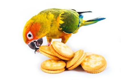 pouvez-vous donner des crackers aux perroquets ?