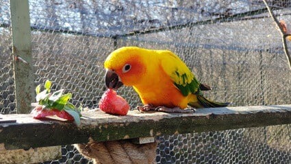 les perroquets peuvent-ils manger des fraises ?