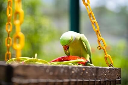 les perroquets peuvent-ils manger des poivrons verts ?