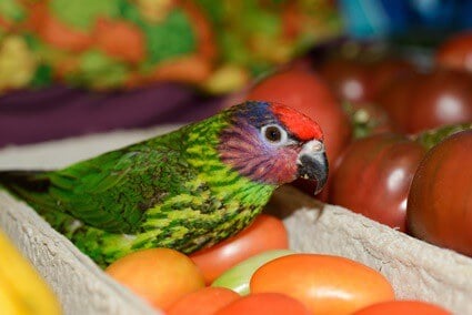 les perroquets peuvent-ils manger des tomates crues ?