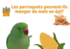 Les perroquets peuvent-ils manger du maïs en épi