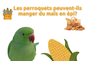 Les perroquets peuvent-ils manger du maïs en épi