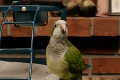 cage de protection perroquet quaker