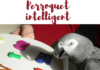 Perroquet intelligent